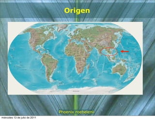 Origen




                                Phoenix roebelenii
miércoles 13 de julio de 2011
 