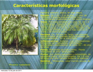 Características morfológicas
                                Palmera solitaria, dioica, de baja altura.
                                Estípite: De 1.50 – 3 m de alto, 15 cms de
                                diámetro. Presenta protuberancias muy
                                características producidas por los restos foliares.
                                Hojas: Pinnadas,alrededor de unas 50, de 1.5
                                m de longitud . Raquis de 80 – 100 cms de
                                largo. Con 45 a 50 pares de hojuelas, de unos
                                25cms de largo y 1 cm de ancho. Flexibles y de
                                color verde brillante, un poco mas clara en el
                                envés y de textura suave.
                                Pecíolos: De 50 cms de largo, con pinnulas
                                transformadas en grandes agujas aceradas ,de
                                color anaranjado, en la zona basal.
                                Inflorescencias: Axilares. Las inflorescencias
                                femeninas son capsuladas, interfoliares,
                                ramificadas y pendulantes, de unos 30 – 40 cms
                                de largo
                                Flores: Femeninas de color crema. Flores
                                masculinas de color blanquecino.
                                Frutos: Son dátiles pequeños y comestibles, de
                                agradable sabor. Son arracimados. De 1.5 cms
                                de largo, de color morado brillante al madurar
                                Semillas: Minúsculas, color marrón oscura, de
                                1 - 1.2 cms
           Phoenix roebelenii

miércoles 13 de julio de 2011
 