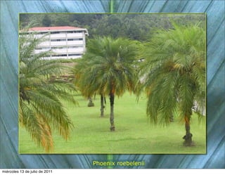 Phoenix roebelenii
miércoles 13 de julio de 2011
 