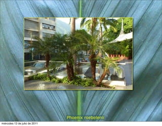 Phoenix roebelenii
miércoles 13 de julio de 2011
 