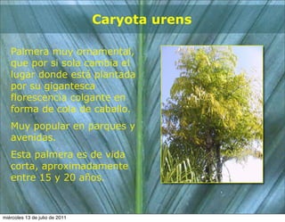 Caryota urens

   Palmera muy ornamental,
   que por si sola cambia el
   lugar donde está plantada
   por su gigantesca
   florescencia colgante en
   forma de cola de caballo.
   Muy popular en parques y
   avenidas.
   Esta palmera es de vida
   corta, aproximadamente
   entre 15 y 20 años.



miércoles 13 de julio de 2011
 