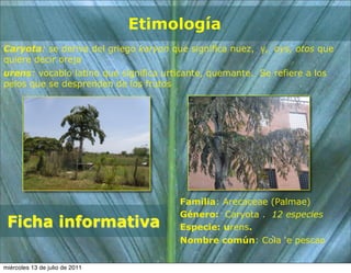Etimología
Caryota: se deriva del griego karyon que significa nuez, y, oys, otos que
quiere decir oreja
urens: vocablo latino que significa urticante, quemante. Se refiere a los
pelos que se desprenden de los frutos




                                       Familia: Arecaceae (Palmae)
                                       Género: Caryota . 12 especies
 Ficha informativa                     Especie: urens.
                                       Nombre común: Cola ‘e pescao


miércoles 13 de julio de 2011
 