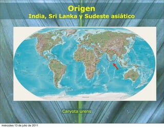 Origen
                     India, Sri Lanka y Sudeste asiático




                                Caryota urens


miércoles 13 de julio de 2011
 