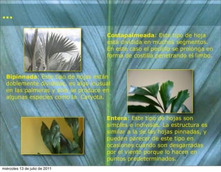 ...
                                     Costapalmeada: Este tipo de hoja
                                     está dividida en muchos segmentos.
                                     En este caso el pecíolo se prolonga en
                                     forma de costilla penetrando el limbo.


  Bipinnada: Este tipo de hojas están
  doblemente divididas, es algo inusual
  en las palmeras y sólo se produce en
  algunas especies como la Caryota.


                                     Entera: Este tipo de hojas son
                                     simples e indivisas. La estructura es
                                     similar a la de las hojas pinnadas, y
                                     pueden parecer de este tipo en
                                     ocasiones cuando son desgarradas
                                     por el viento porque lo hacen en
                                                                  5
                                                                  5
                                     puntos predeterminados.
miércoles 13 de julio de 2011
 