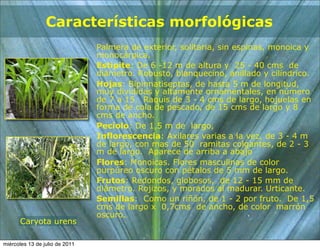 Características morfológicas
                                Palmera de exterior, solitaria, sin espinas, monoica y
                                monocárpica.
                                Estípite: De 6 -12 m de altura y 25 - 40 cms de
                                diámetro. Robusto, blanquecino, anillado y cilíndrico.
                                Hojas: Bipinnatiseptas, de hasta 5 m de longitud,
                                muy divididas y altamente ornamentales, en número
                                de 7 a 15. Raquis de 3 - 4 cms de largo, hojuelas en
                                forma de cola de pescado, de 15 cms de largo y 8
                                cms de ancho.
                                Pecíolo: De 1,5 m de largo,
                                Inflorescencia: Axilares varias a la vez, de 3 - 4 m
                                de largo, con mas de 50 ramitas colgantes, de 2 - 3
                                m de largo. Aparece de arriba a abajo
                                Flores: Monoicas. Flores masculinas de color
                                purpúreo oscuro con pétalos de 5 mm de largo.
                                Frutos: Redondos, globosos, de 12 - 15 mm de
                                diámetro. Rojizos, y morados al madurar. Urticante.
                                Semillas: Como un riñón, de 1 - 2 por fruto. De 1,5
                                cms de largo x 0,7cms de ancho, de color marrón
                                oscuro.
      Caryota urens

miércoles 13 de julio de 2011
 