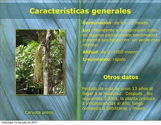 Características generales
                                   Germinación: de 6 a 10 meses
                                   Luz: Resistente a la exposición solar,
                                   en lugares parcialmente sombreados
                                   presenta sus hojas con un verde mas
                                   intenso.
                                   Altitud: de 0 -1500 msnm
                                   Crecimiento: rápido



                                             Otros datos

                                  Periodo de vida de unos 13 años al
                                  llegar a la madurez. Después , los
                                  siguientes 5 años, la planta produce
                                  2 inflorescencias al año, luego
                                  comienza a debilitarse y muere
                  Caryota urens

miércoles 13 de julio de 2011
 