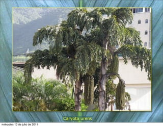 Caryota urens
miércoles 13 de julio de 2011
 
