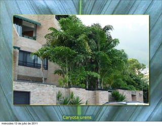 Caryota urens
miércoles 13 de julio de 2011
 