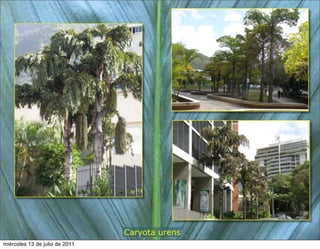 Caryota urens
miércoles 13 de julio de 2011
 