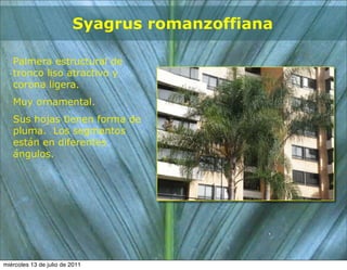 Syagrus romanzoffiana

   Palmera estructural de
   tronco liso atractivo y
   corona ligera.
   Muy ornamental.
   Sus hojas tienen forma de
   pluma. Los segmentos
   están en diferentes
   ángulos.




miércoles 13 de julio de 2011
 