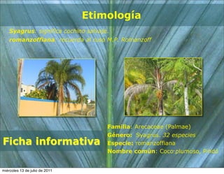 Etimología
    Syagrus: significa cochino salvaje.
    romanzoffiana: recuerda al ruso M.P. Romanzoff




                                      Familia: Arecaceae (Palmae)
                                      Género: Syagrus. 32 especies
Ficha informativa                     Especie: romanzoffiana
                                      Nombre común: Coco plumoso, Pindó


miércoles 13 de julio de 2011
 