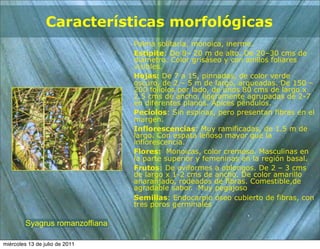 Características morfológicas
                                 Palma solitaria, monoica, inerme.
                                 Estípite: De 8– 20 m de alto. De 20–30 cms de
                                 diámetro. Color grisáseo y con anillos foliares
                                 visibles.
                                 Hojas: De 7 a 15, pinnadas, de color verde
                                 oscuro, de 2 – 5 m de largo, arqueadas. De 150 –
                                 200 folíolos por lado, de unos 80 cms de largo x
                                 2.5 cms de ancho, ligeramente agrupadas de 2-7
                                 en diferentes planos. Ápices péndulos.
                                 Pecíolos: Sin espinas, pero presentan fibras en el
                                 margen.
                                 Inflorescencias: Muy ramificadas, de 1.5 m de
                                 largo. Con espata leñoso mayor que la
                                 inflorescencia.
                                 Flores: Monoicas, color cremoso. Masculinas en
                                 la parte superior y femeninas en la región basal.
                                 Frutos: De oviformes a oblongos. De 2 – 3 cms
                                 de largo x 1-2 cms de ancho. De color amarillo
                                 anaranjado, rodeados de fibras. Comestible,de
                                 agradable sabor. Muy pegajoso
                                 Semillas: Endocarpio óseo cubierto de fibras, con
                                 tres poros germinales

         Syagrus romanzoffiana

miércoles 13 de julio de 2011
 