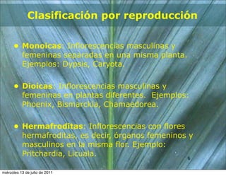 Clasificación por reproducción

      • Monoicas: Inflorescencias masculinas y
        femeninas separadas en una misma planta.
        Ejemplos: Dypsis, Caryota.

      • Dioicas: Inflorescencias masculinas y
        femeninas en plantas diferentes. Ejemplos:
        Phoenix, Bismarckia, Chamaedorea.

      • Hermafroditas: Inflorescencias con flores
        hermafroditas, es decir, órganos femeninos y
        masculinos en la misma flor. Ejemplo:
        Pritchardia, Licuala.                     66


miércoles 13 de julio de 2011
 