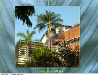 Syagrus romanzoffiana
miércoles 13 de julio de 2011
 