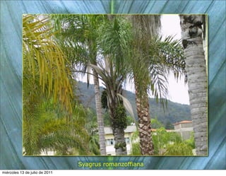 Syagrus romanzoffiana
miércoles 13 de julio de 2011
 