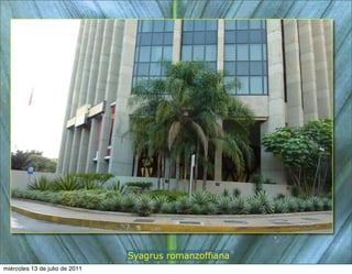 Syagrus romanzoffiana
miércoles 13 de julio de 2011
 