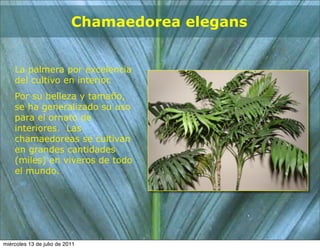 Chamaedorea elegans


    La palmera por excelencia
    del cultivo en interior.
    Por su belleza y tamaño,
    se ha generalizado su uso
    para el ornato de
    interiores. Las
    chamaedoreas se cultivan
    en grandes cantidades
    (miles) en viveros de todo
    el mundo.




miércoles 13 de julio de 2011
 