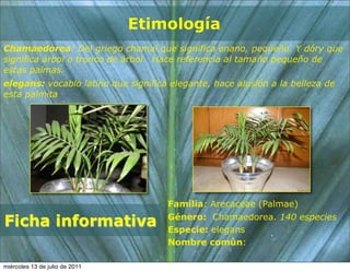 Etimología
Chamaedorea: Del griego chamaí que significa enano, pequeño. Y dóry que
significa árbol o tronco de árbol. Hace referencia al tamaño pequeño de
estas palmas.
elegans: vocablo latino que significa elegante, hace alusión a la belleza de
esta palmita




                                     Familia: Arecaceae (Palmae)

Ficha informativa                    Género: Chamaedorea. 140 especies
                                     Especie: elegans
                                     Nombre común:

miércoles 13 de julio de 2011
 