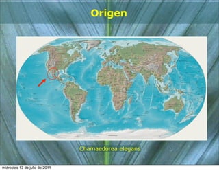 Origen




                                Chamaedorea elegans


miércoles 13 de julio de 2011
 