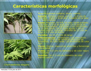 Características morfológicas
                                Pequeña palmera solitaria, dioica, inerme.
                                Estípite: Anillado, erecto, de 0.8 – 1.5 cms de
                                diámetro. Hasta 2 m de alto. Cubierto en la base
                                por raíces aéreas.
                                Hojas: Pinnadas, de 4-8, de color verde grisáseo.
                                Raquis de 30 cms de largo con 13-15 pares de
                                folíolos lanceolados, estrechos y con crecimiento
                                en un solo plano, con el ápice agudo y nervio
                                central notorio. Hojuelas centrales de 21 cms de
                                largo x 2-3 cms de ancho.
                                Pecíolos: De 10-15 cms de largo.
                                Inflorescencias: Intrafoliares. Las masculinas
                                con mayor número de ramificaciones que las
                                femeninas, de color verde. Las femeninas de color
                                rojo.
                                Flores: Dioicas, masculinas amarillas y femeninas
                                anaranjadas.
                                Frutos: De 0.5 cms de diámetro y de color negro
                                al madurar.
                                Semillas: De 0.3 cms de diámetro de color
                                marrón oscuro.


    Chamaedorea elegans

miércoles 13 de julio de 2011
 