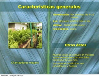 Características generales
                                    Germinación: Por semillas, de 4-10
                                                 meses.
                                    Luz: Requiere sombra todo el día
                                    Altitud: Hasta 3.000 msnm
                                    Crecimiento: Lento.




                                             Otros datos

                                   Muchas veces se cultivan en macetas
                                   varias plantas para dar una falsa
                                   impresión de volumen.
             Chamaedorea elegans   Las especies endémicas son
                                   pinnatifrons y linearis



miércoles 13 de julio de 2011
 