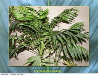 Chamaedorea elegans
miércoles 13 de julio de 2011
 