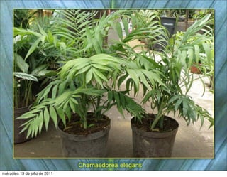 Chamaedorea elegans
miércoles 13 de julio de 2011
 