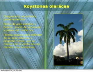 Roystonea olerácea

   Chaguaramo venezolano,
   palma endémica.
   Palma de gran esbeltez y
   belleza, propia de Venezuela
   y países del Caribe Sur.
   Precisa espacio para disfrutar
   de su bella estampa y
   elegante corona, que se
   mueve con el viento de una
   manera muy armoniosa.




miércoles 13 de julio de 2011
 
