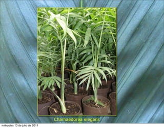 Chamaedorea elegans
miércoles 13 de julio de 2011
 