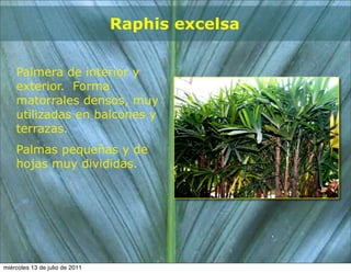 Raphis excelsa


    Palmera de interior y
    exterior. Forma
    matorrales densos, muy
    utilizadas en balcones y
    terrazas.
    Palmas pequeñas y de
    hojas muy divididas.




miércoles 13 de julio de 2011
 