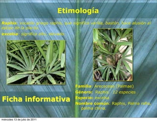Etimología
Raphis: vocablo griego raphis, que significa varilla, bastón, hace alusión al
estipe de la planta.
excelsa: significa alto, elevado.




                                      Familia: Arecaceae (Palmae)
                                      Género: Raphis. 12 especies

Ficha informativa                     Especie: excelsa
                                      Nombre común: Raphis, Palma rafia,
                                        palma china.

miércoles 13 de julio de 2011
 