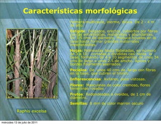 Características morfológicas
                                Palmera multicaule, inerme, dioica. De 2 - 4 m
                                de alto.
                                Estípite: Delgados, erectos, cubiertos por fibras
                                pardas entretejidas, resistentes y abundantes.
                                De 3-5 cms de diámetro. Produce hijuelos en la
                                base hasta formar grandes matorrales
                                impenetrables.
                                Hojas: Palmeadas hasta flabeladas, en número
                                de 3 a 10; cortadas o divididas casi hasta la
                                base, formando de 4 a 10 segmentos de unos 34
                                cms de largo x unos 2.5 de amcho. Ápices y
                                bordes finamente aserrados.
                                Pecíolos: De unos 40 cms de largo con fibras
                                en la base, que cubren el tronco.
                                Inflorescencias: Axilares, poco vistosas.
                                Flores: Masculinas de color cremoso, flores
                                femeninas rosadas
                                Frutos: Redondeados a ovoides, de 1 cm de
                                diámetro.
                                Semillas: 8 mm de color marron oscuro

            Raphis excelsa

miércoles 13 de julio de 2011
 