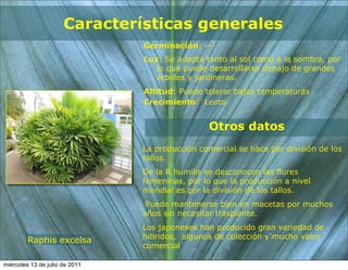 Características generales
                                Germinación: ---
                                Luz: Se adapta tanto al sol como a la sombra, por
                                   lo que puede desarrollarse debajo de grandes
                                   árboles y jardineras.
                                Altitud: Puede tolerar bajas temperaturas
                                Crecimiento: Lento


                                                Otros datos
                                La producción comercial se hace por división de los
                                tallos.
                                De la R humilis se desconocen las flores
                                femeninas, por lo que la producción a nivel
                                mundial es por la división de los tallos.
                                 Puede mantenerse bien en macetas por muchos
                                años sin necesitar trasplante.
                                Los japoneses han producido gran variedad de
                                hibridos, algunos de colección y mucho valor
         Raphis excelsa
                                comercial

miércoles 13 de julio de 2011
 
