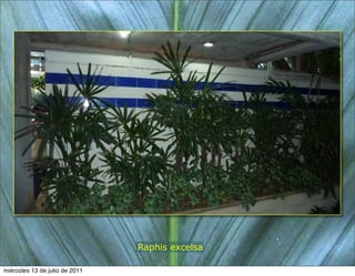 Raphis excelsa

miércoles 13 de julio de 2011
 