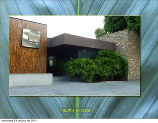 Raphis excelsa

miércoles 13 de julio de 2011
 