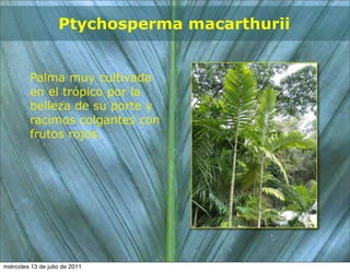 Ptychosperma macarthurii


         Palma muy cultivada
         en el trópico por la
         belleza de su porte y
         racimos colgantes con
         frutos rojos.




miércoles 13 de julio de 2011
 
