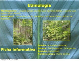 Etimología
Ptychosperma : vocablo griego ptychos que significa doblez, y perma que
quiere decir semilla.
macarthurii : recuerda a Sir W. MacArthur, de Nueva Gales, del sur de
Australia.




                                    Familia: Arecaceae (Palmae)
                                    Género: Ptychosperma. 28 especies
Ficha informativa                   Especie: macarthurii
                                    Nombre común: Palma bambú

miércoles 13 de julio de 2011
 