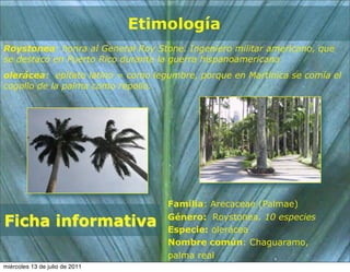 Etimología
Roystonea: honra al General Roy Stone. Ingeniero militar americano, que
se destacó en Puerto Rico durante la guerra hispanoamericana
olerácea: epíteto latino = como legumbre, porque en Martinica se comía el
cogollo de la palma como repollo.




                                    Familia: Arecaceae (Palmae)

Ficha informativa                   Género: Roystonea. 10 especies
                                    Especie: olerácea
                                    Nombre común: Chaguaramo,
                                    palma real
miércoles 13 de julio de 2011
 