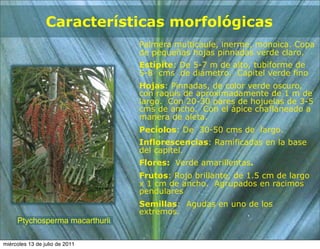 Características morfológicas
                                Palmera multicaule, inerme, monoica. Copa
                                de pequeñas hojas pinnadas verde claro.
                                Estípite: De 5-7 m de alto, tubiforme de
                                5-8 cms de diámetro. Capitel verde fino
                                Hojas: Pinnadas, de color verde oscuro,
                                con raquis de aproximadamente de 1 m de
                                largo. Con 20-30 pares de hojuelas de 3-5
                                cms de ancho. Con el ápice chaflaneado a
                                manera de aleta.
                                Pecíolos: De 30-50 cms de largo.
                                Inflorescencias: Ramificadas en la base
                                del capitel.
                                Flores: Verde amarillentas.
                                Frutos: Rojo brillante, de 1.5 cm de largo
                                x 1 cm de ancho. Agrupados en racimos
                                pendulares
                                Semillas: Agudas en uno de los
                                extremos.
     Ptychosperma macarthurii

miércoles 13 de julio de 2011
 