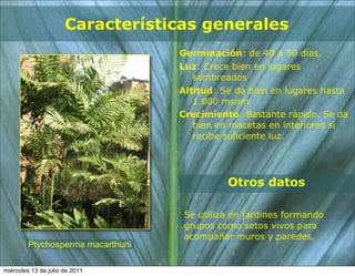 Características generales
                                    Germinación: de 40 a 50 días.
                                    Luz: Crece bien en lugares
                                       sombreados
                                    Altitud: Se da bien en lugares hasta
                                       1.000 msnm
                                    Crecimiento: Bastante rápido. Se da
                                       bien en macetas en interiores si
                                       recibe suficiente luz.




                                              Otros datos

                                    Se utiliza en jardines formando
                                    grupos como setos vivos para
                                    acompañar muros y paredes.
         Ptychosperma macarthurii

miércoles 13 de julio de 2011
 