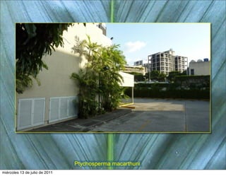 Ptychosperma macarthurii
miércoles 13 de julio de 2011
 