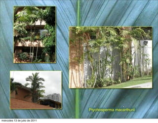 Ptychosperma macarthurii

miércoles 13 de julio de 2011
 