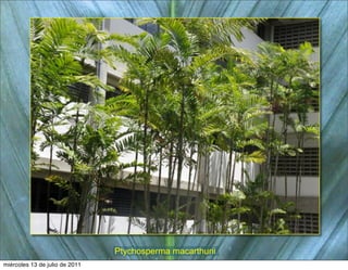 Ptychosperma macarthurii
miércoles 13 de julio de 2011
 
