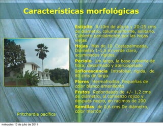 Características morfológicas

                                   Estípite: 8-10m de altura y 20-25 cms
                                   de diámetro, columnariforme, solitario.
                                   Cubierto parcialmente por las hojas
                                   viejas
                                   Hojas: Más de 10. Costapalmeada,
                                   Diámetro 1-1,5 m verde claro,
                                   acuminados rígidos.
                                   Pecíolo: 1m largo, la base cubierta de
                                   fibra, desarmado y aterciopelado
                                   Inflorescencia: Intrafoliar, rígida, de
                                   80 cms de largo.
                                   Flores: Hermafrodita. Pequeñas de
                                   color blanco amarillento
                                   Frutos: Redondeado de +/- 1,2 cms
                                   de diámetro, al comienzo rojizo y
                                   después negro, en racimos de 200
                                   Semillas: de 0,6 cms De diámetro,
                                   color marrón
            Pritchardia pacífica

miércoles 13 de julio de 2011
 
