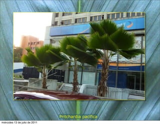 Pritchardia pacífica
miércoles 13 de julio de 2011
 