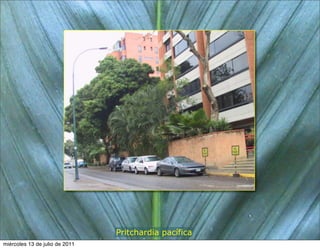 Pritchardia pacífica
miércoles 13 de julio de 2011
 