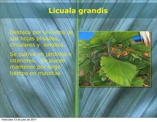 Licuala grandis


      Destaca por la forma de
      sus hojas plisadas,
      circulares y simples.
      Se cultiva en jardines e
      interiores. Se puede
      mantener por largo
      tiempo en macetas.




miércoles 13 de julio de 2011
 