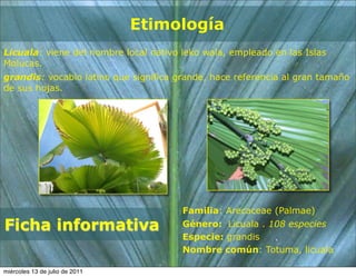 Etimología
Licuala: viene del nombre local nativo leko wala, empleado en las Islas
Molucas.
grandis: vocablo latino que significa grande, hace referencia al gran tamaño
de sus hojas.




                                       Familia: Arecaceae (Palmae)
Ficha informativa                      Género: Licuala . 108 especies
                                       Especie: grandis
                                       Nombre común: Totuma, licuala

miércoles 13 de julio de 2011
 