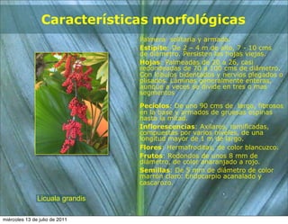 Características morfológicas
                                 Palmera solitaria y armada.
                                 Estípite: De 2 – 4 m de alto, 7 - 10 cms
                                 de diámetro. Persisten las hojas viejas.
                                 Hojas: Palmeadas de 20 a 26, casi
                                 redondeadas de 70 a 100 cms de diámetro.
                                 Con lóbulos bidentados y nervios plegados o
                                 plisados. Láminas generalmente enteras,
                                 aunque a veces se divide en tres o mas
                                 segmentos

                                 Pecíolos: De uno 90 cms de largo, fibrosos
                                 en la base y armados de gruesas espinas
                                 hasta la mitad.
                                 Inflorescencias: Axilares, ramificadas,
                                 compuestas por varios niveles, de una
                                 longitud mayor de 1 m de largo.
                                 Flores: Hermafroditas, de color blancuzco.
                                 Frutos: Redondos de unos 8 mm de
                                 diámetro, de color anaranjado a rojo.
                                 Semillas: De 5 mm de diámetro de color
                                 marrón claro. Endocarpio acanalado y
                                 cascarozo.

               Licuala grandis

miércoles 13 de julio de 2011
 