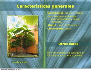 Características generales
                                   Germinación: de 4 a 5 meses
                                   Luz: Requiere ambientes
                                      semisombreados y climas
                                      húmedos.
                                   Altitud: de 0 -1300 msnm
                                   Crecimiento: Lento




                                            Otros datos

                                   Muy ornamental, se consigue en
                                   los viveros en su etapa juvenil.

               Licuala grandis


miércoles 13 de julio de 2011
 